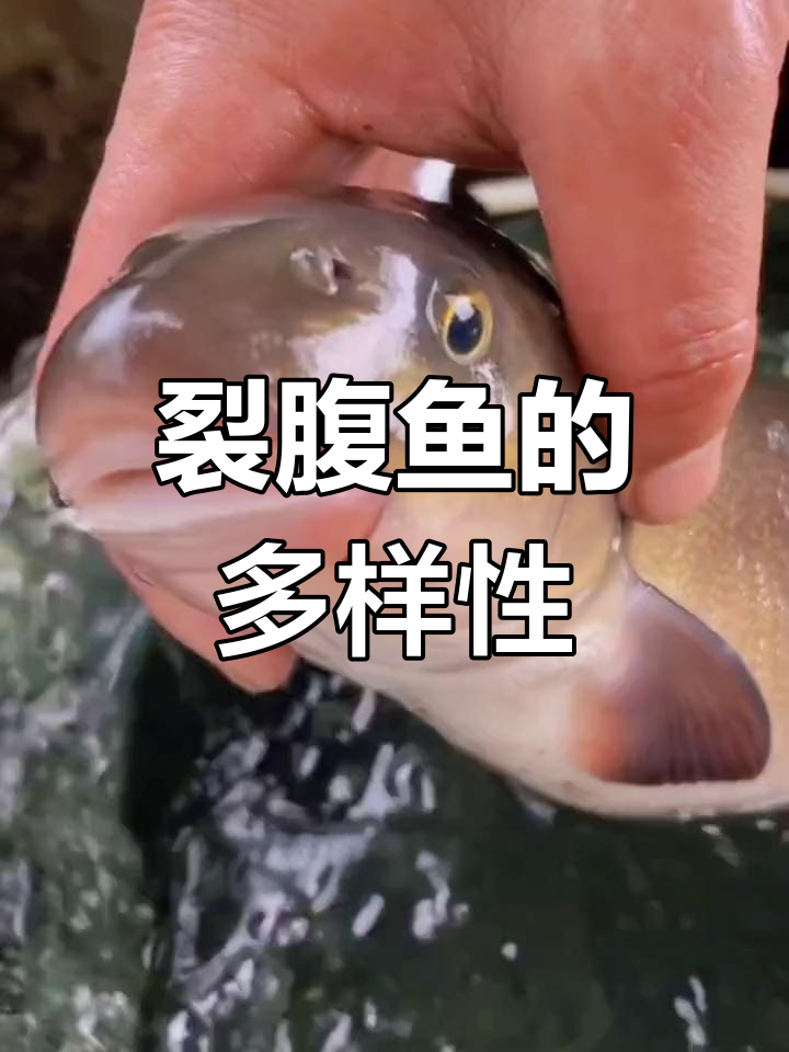 裂腹鱼种类繁多,部分为保护动物