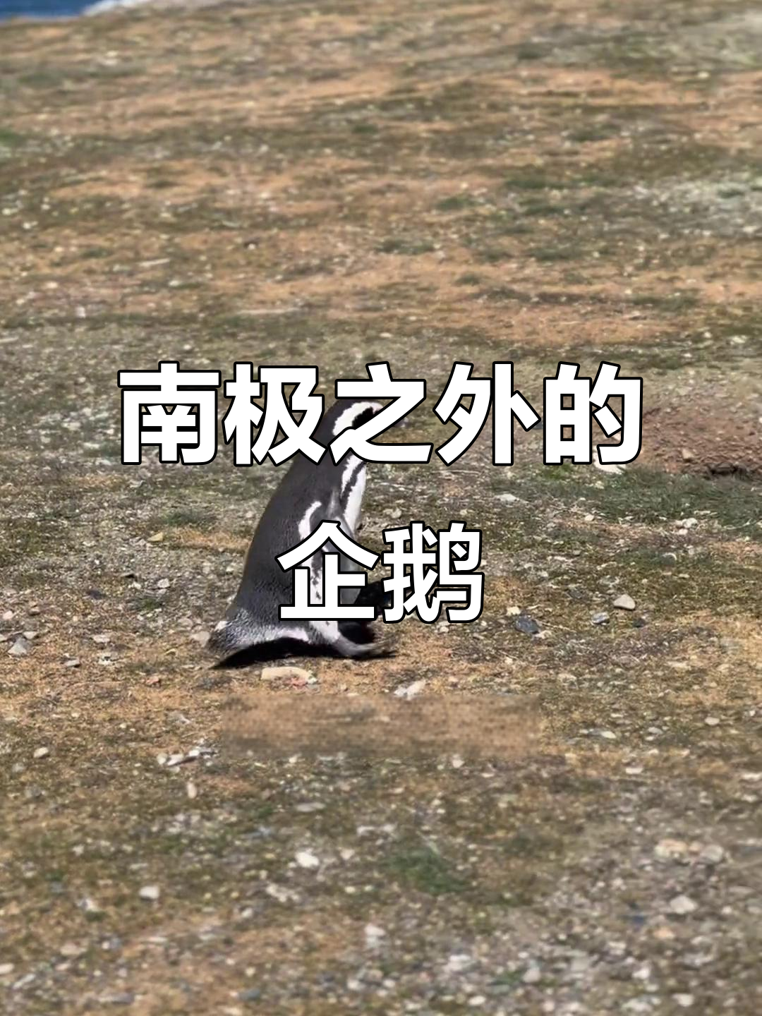 即使不在南极,也能见到这些独特企鹅的有趣身影!