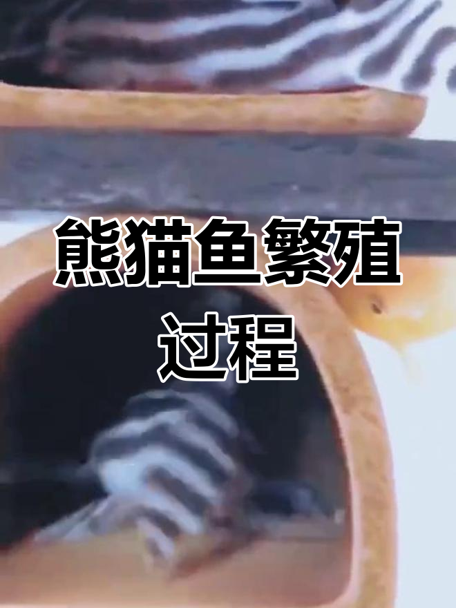 熊猫鱼繁育全过程揭秘，公母鱼的交配与孵化技巧