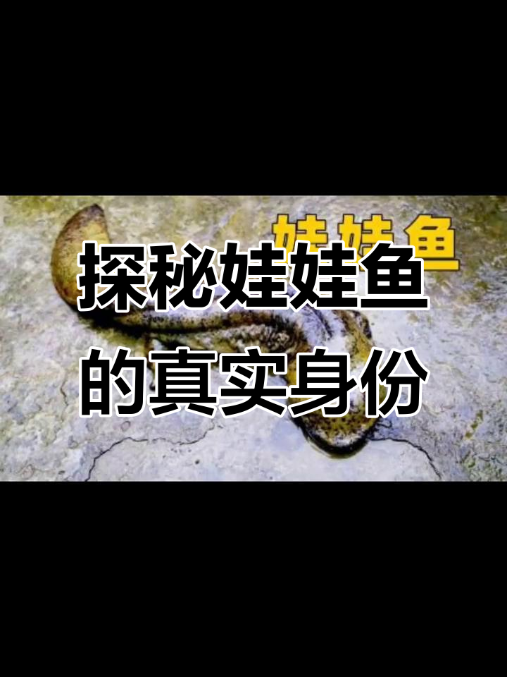 娃娃鱼的神秘传说与真实叫声揭秘
