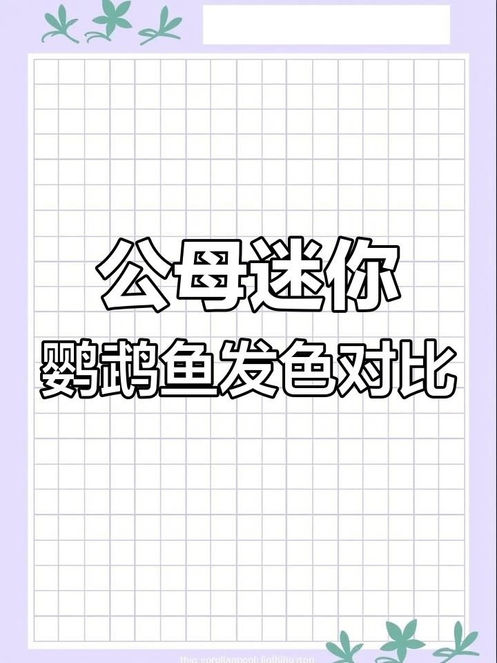 迷你鹦鹉鱼公母发色差异大揭秘,如何分辨白金与宝蓝的区别