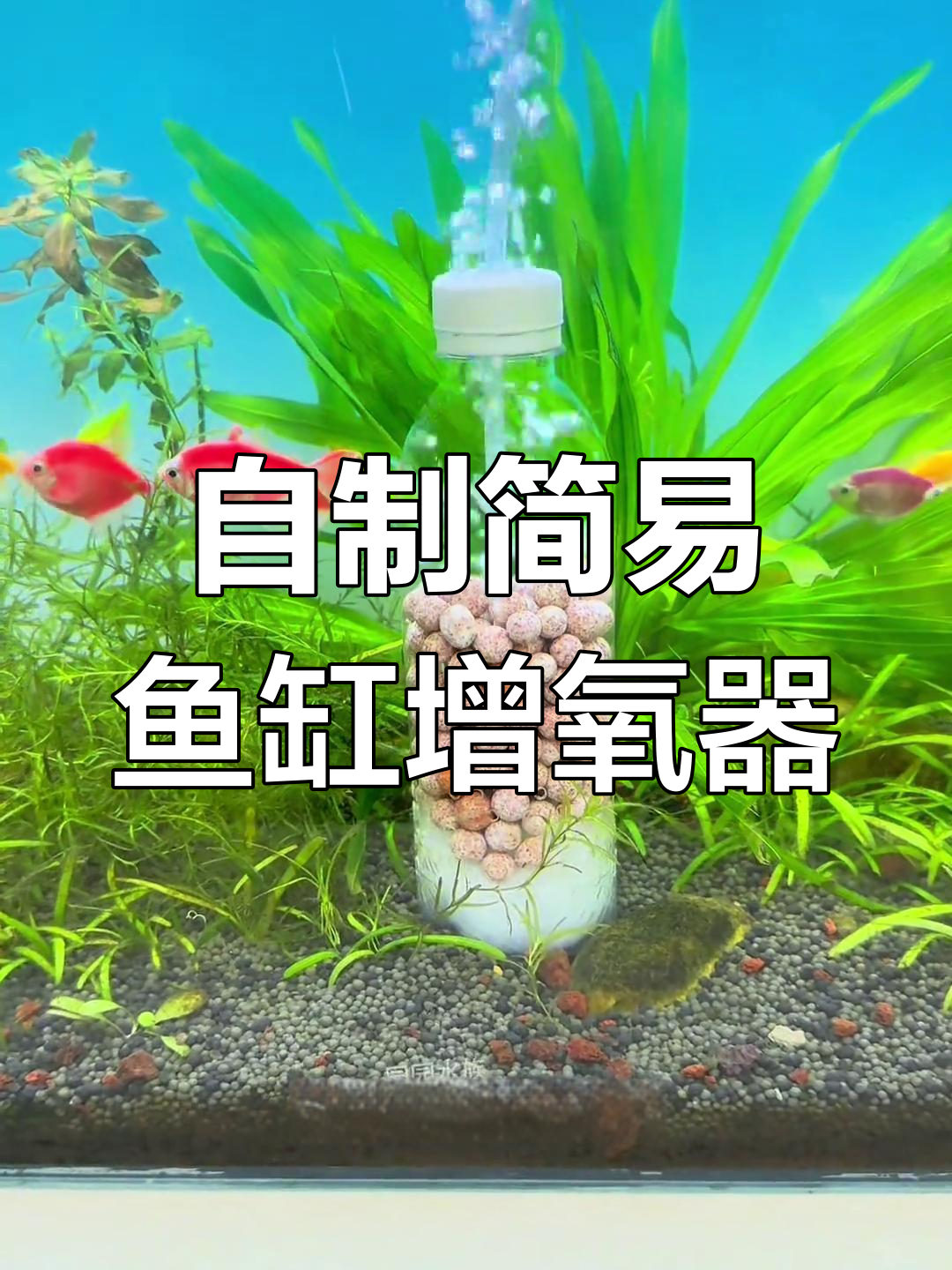 用废旧瓶子做鱼缸增氧泵,简单又实用