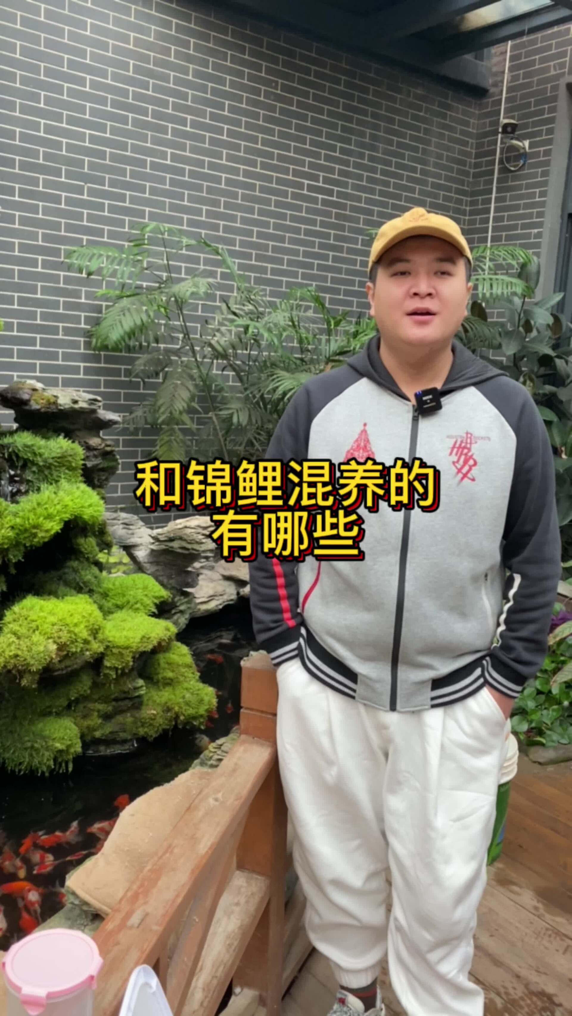 锦鲤鱼池搭配混养的观赏鱼