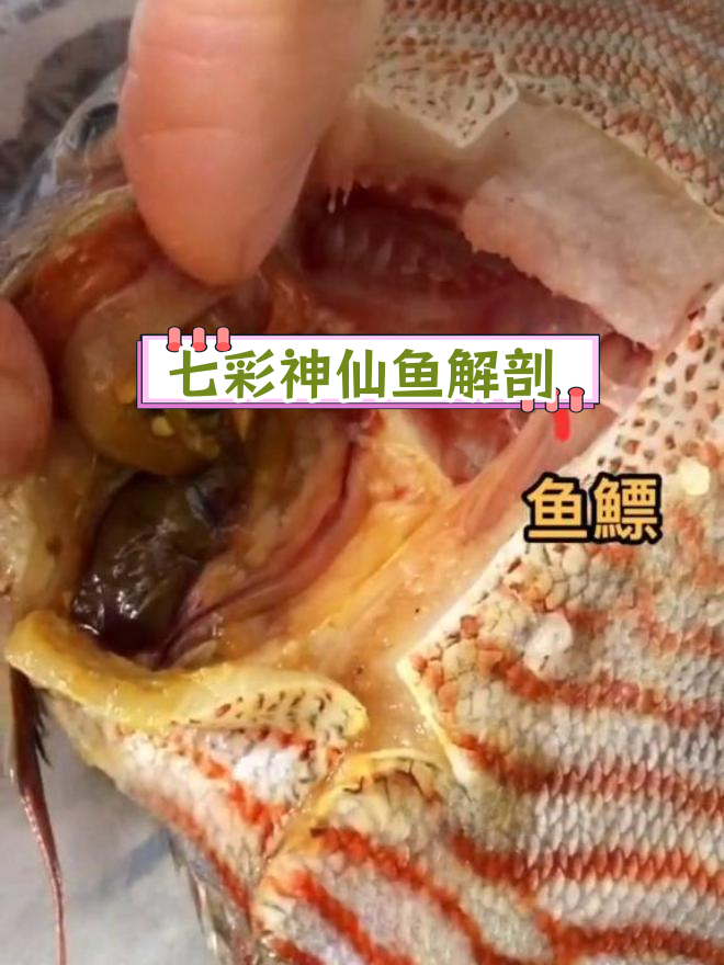七彩神仙鱼解剖揭秘,脏器分布一目了然