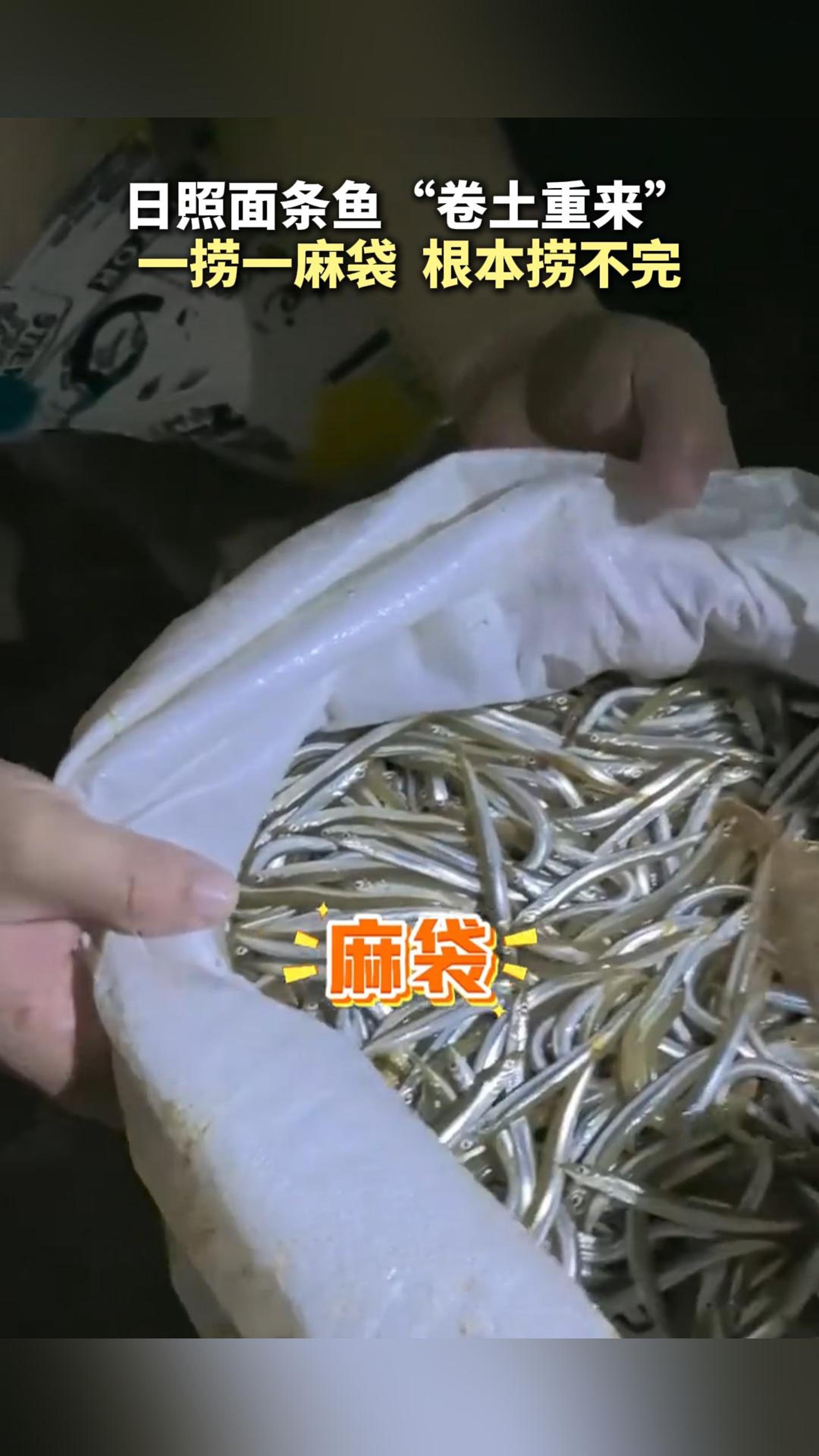 一捞一麻袋 根本捞不完 日照面条鱼“卷土重来”一捞一麻袋 根本捞不完