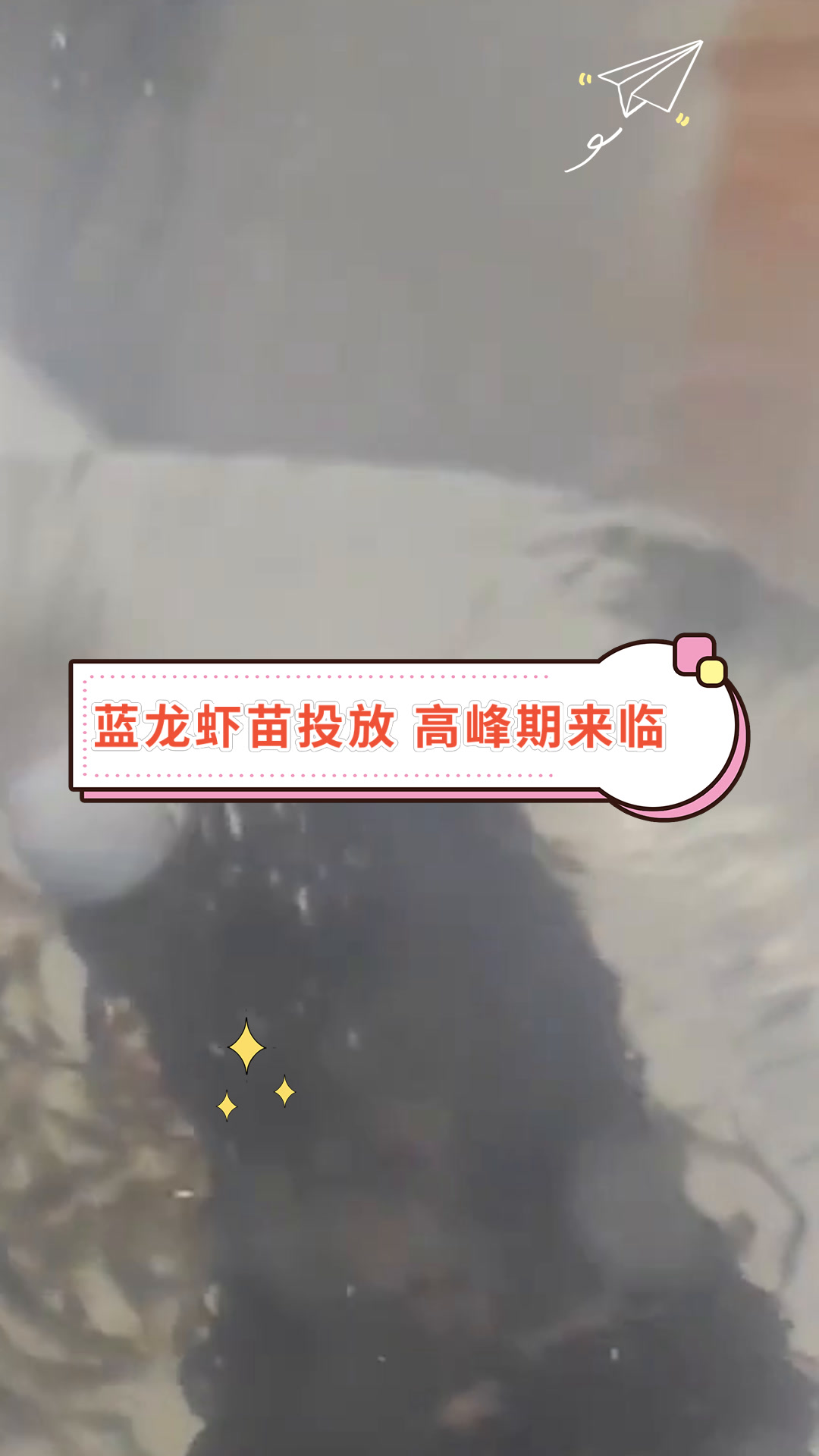 蓝龙虾苗投放 高峰期来临