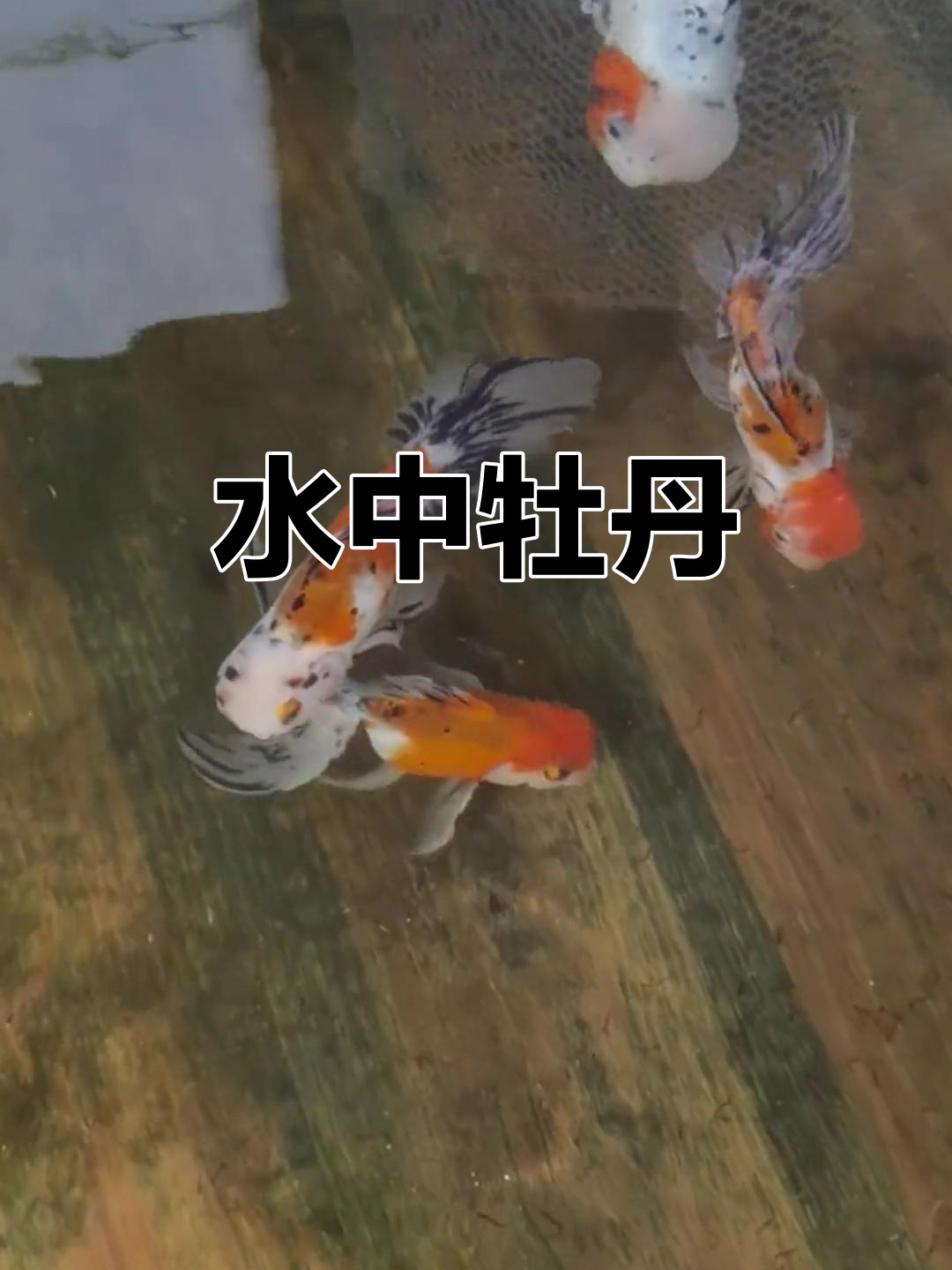 东锦金鱼,水中盛开的美丽牡丹