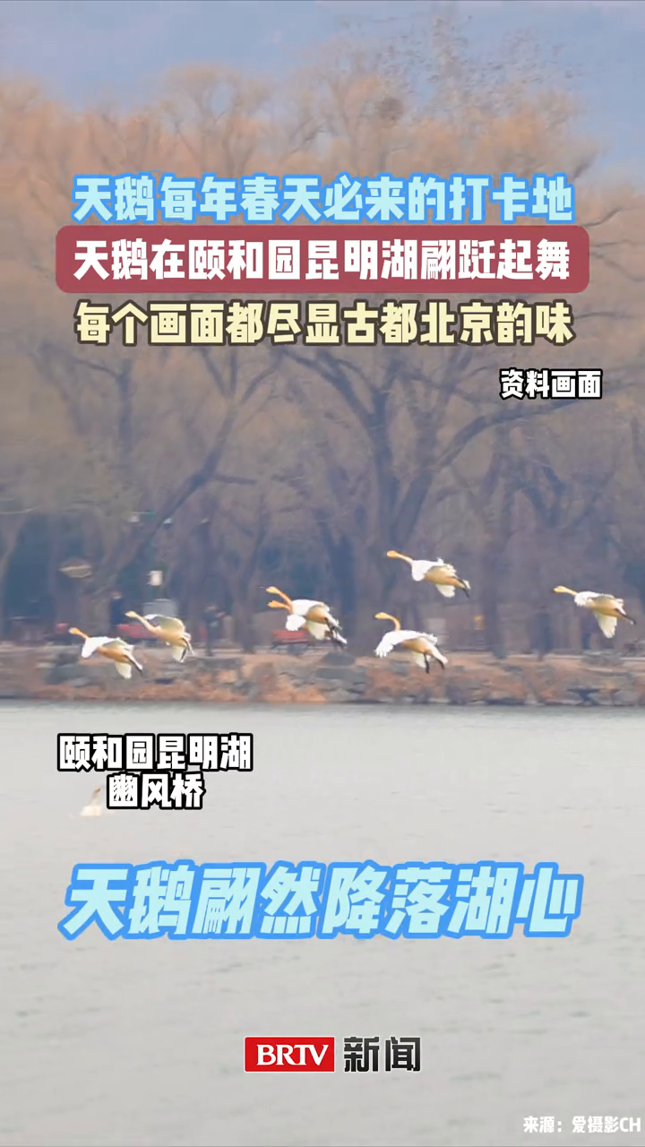 天鹅在颐和园昆明湖翩跹起舞,尽显古都北京韵味!