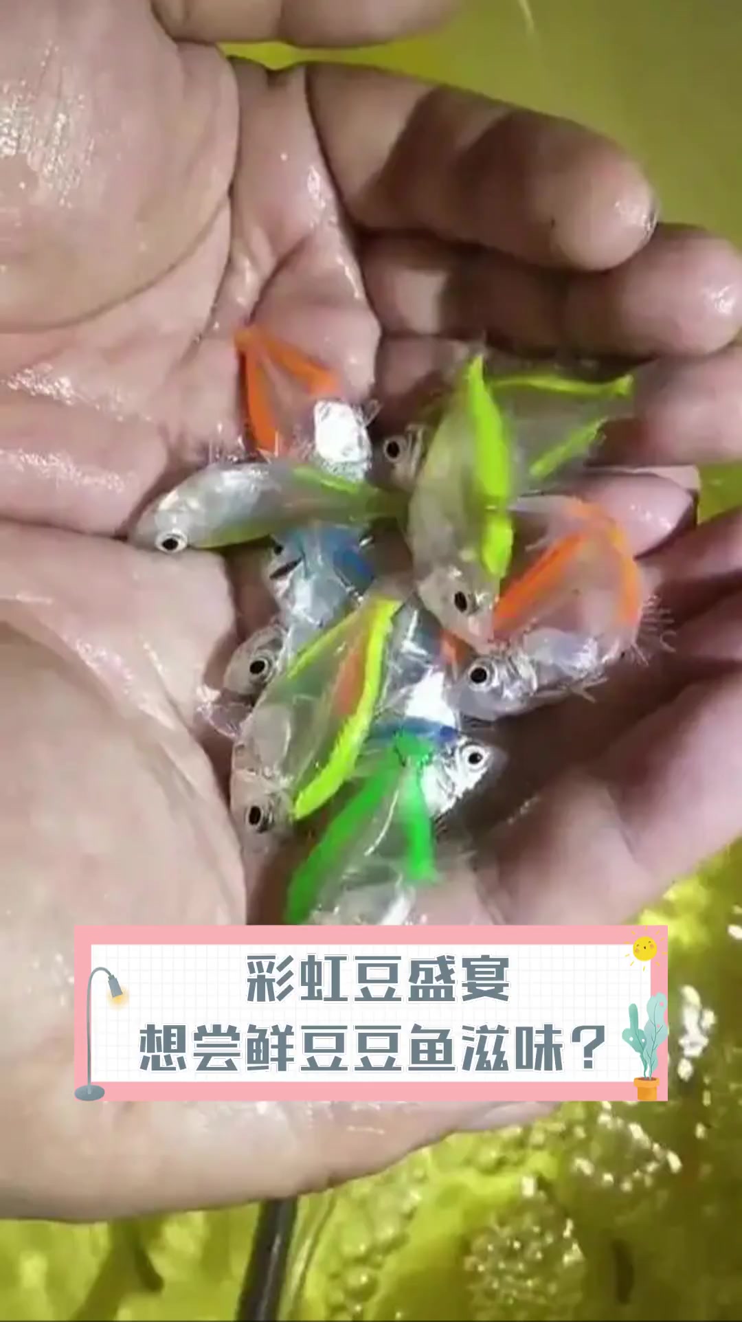 彩虹豆盛宴,想尝鲜豆豆鱼滋味?