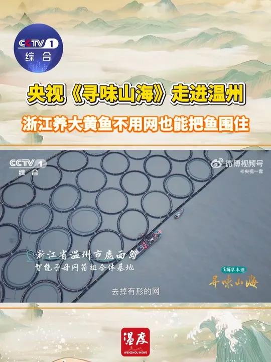 大黄鱼素有“国鱼”的美誉，眼瞳圆润透亮、尾鳍游动时轻摆如蝶翼、鳞片在光线下呈现金属光泽，被