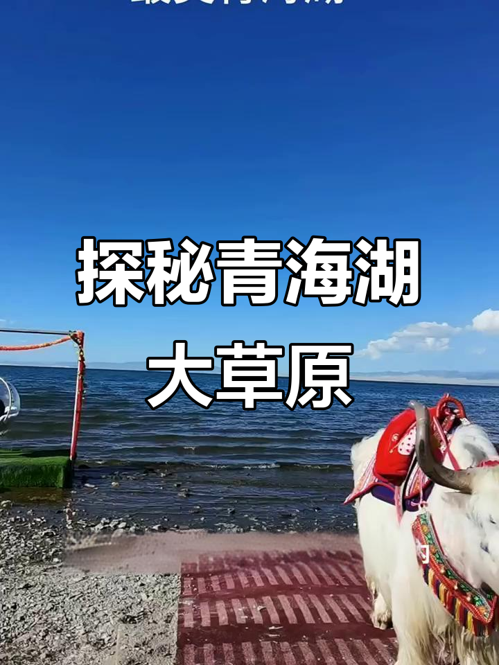 青海湖畔的美丽草原，油菜花与牛羊相伴