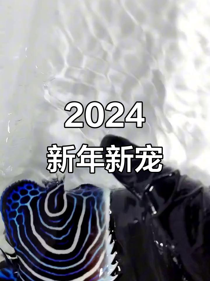 新年第一批观赏鱼到货,六款神仙尺寸任你选