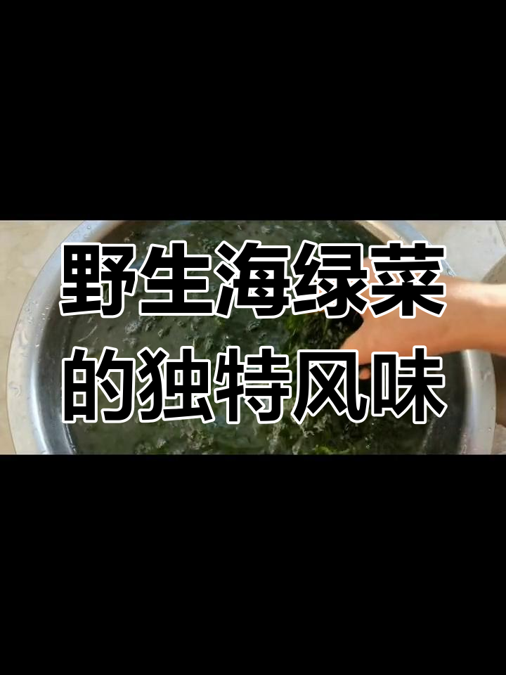 长海县野生海绿菜的历史与美味