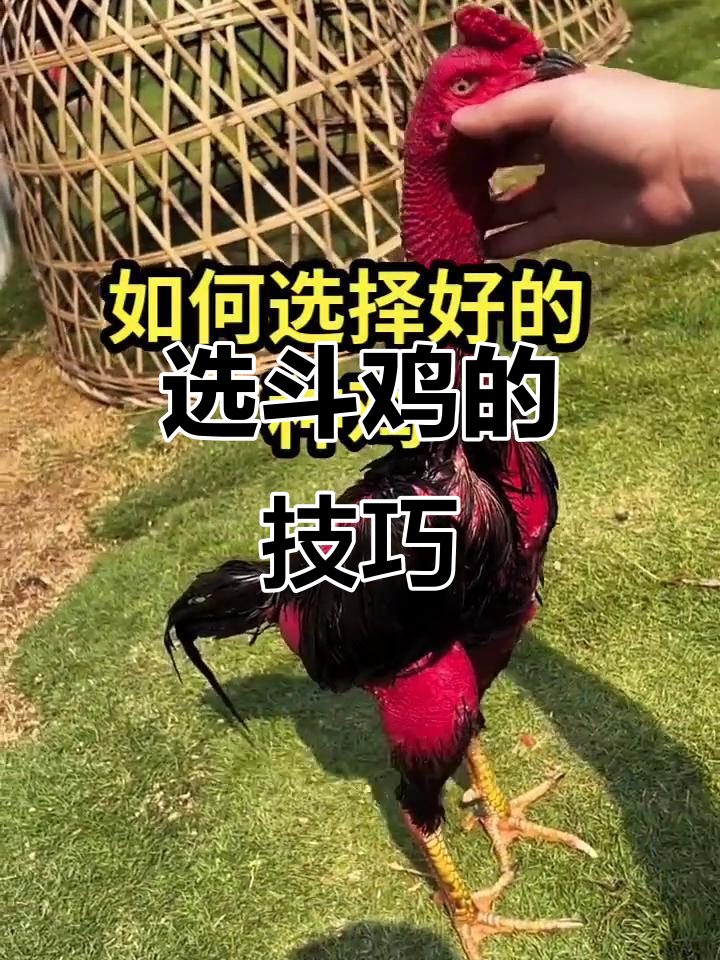 如何挑选斗鸡品种?从脚到体型全解析