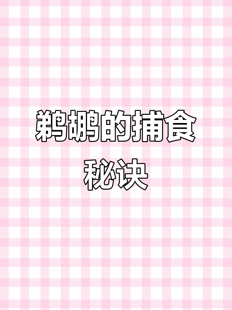 鹈鹕:捕鱼高手,如何用大嘴编织渔网
