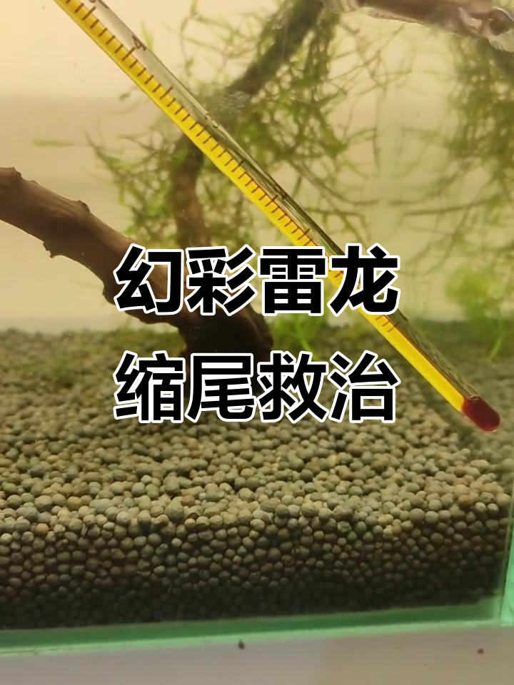 幻彩蓝宝石雷龙鱼缩尾危机,如何应对?