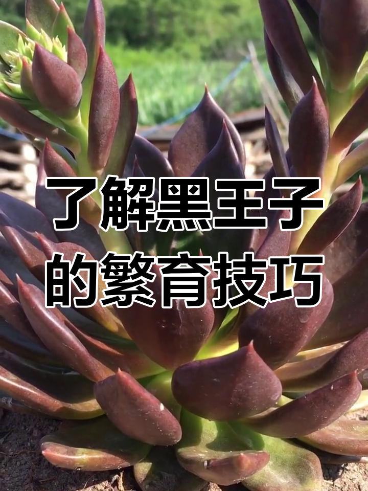 黑王子多肉植物:繁殖与养护全攻略