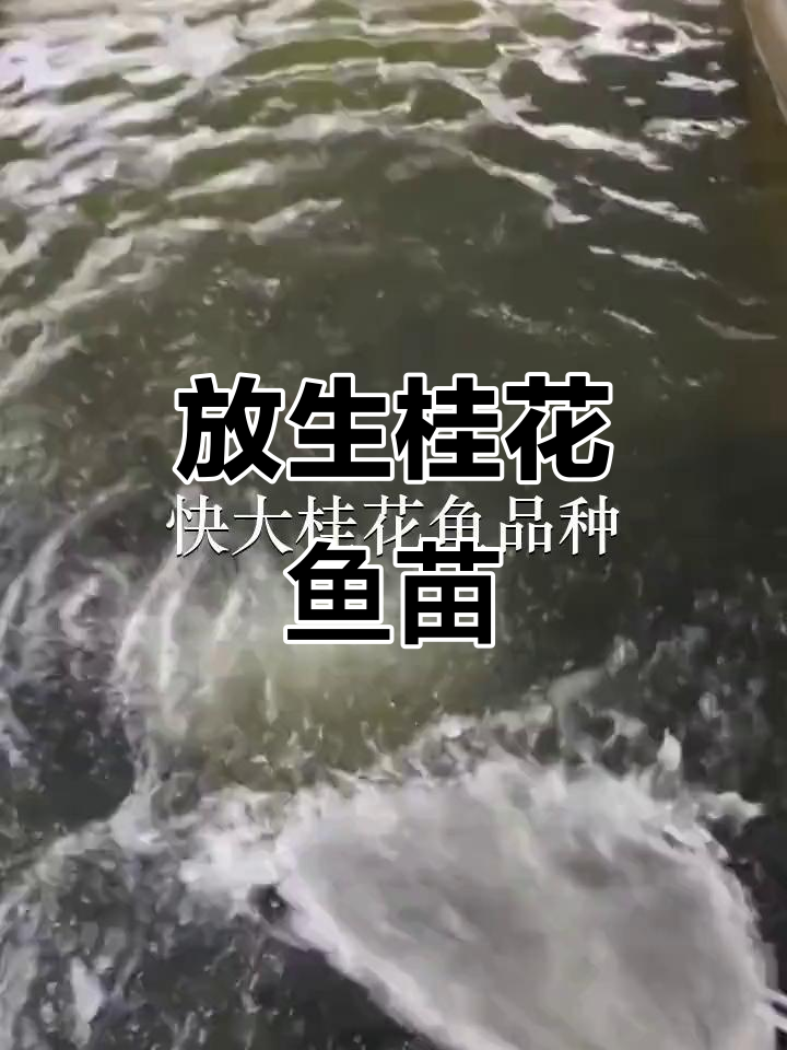 广州天河鱼苗场放生桂花鱼,化龙基地助力生态保护