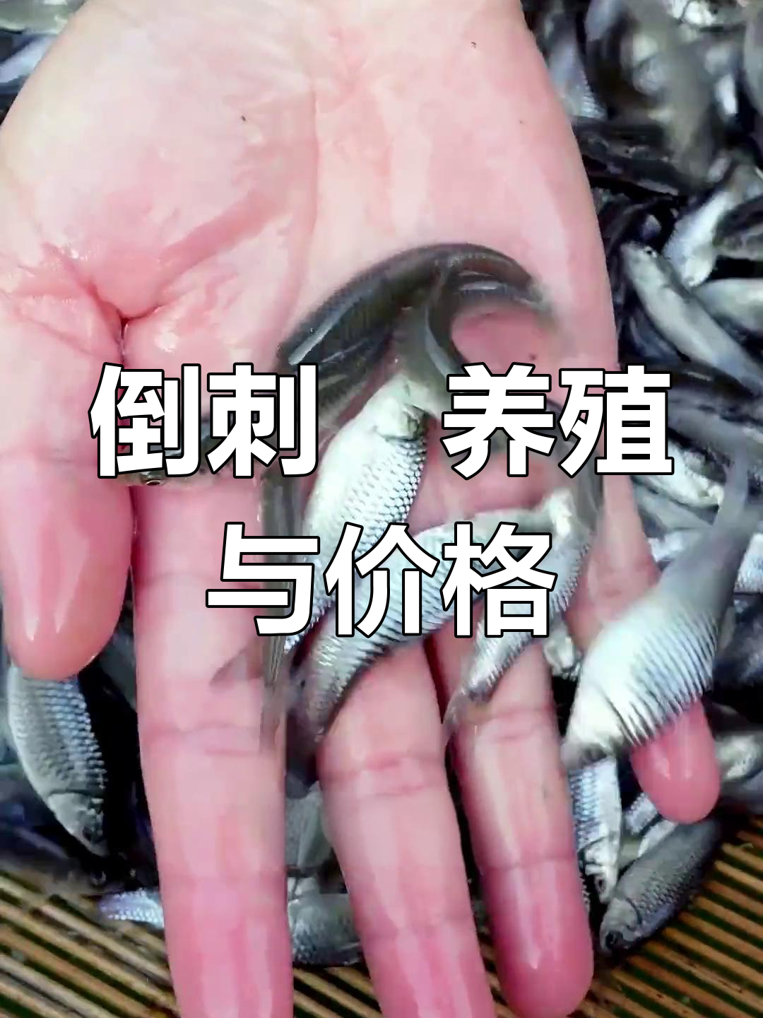 倒刺鲃:大型草食鱼类,生长迅速,市场价稳定