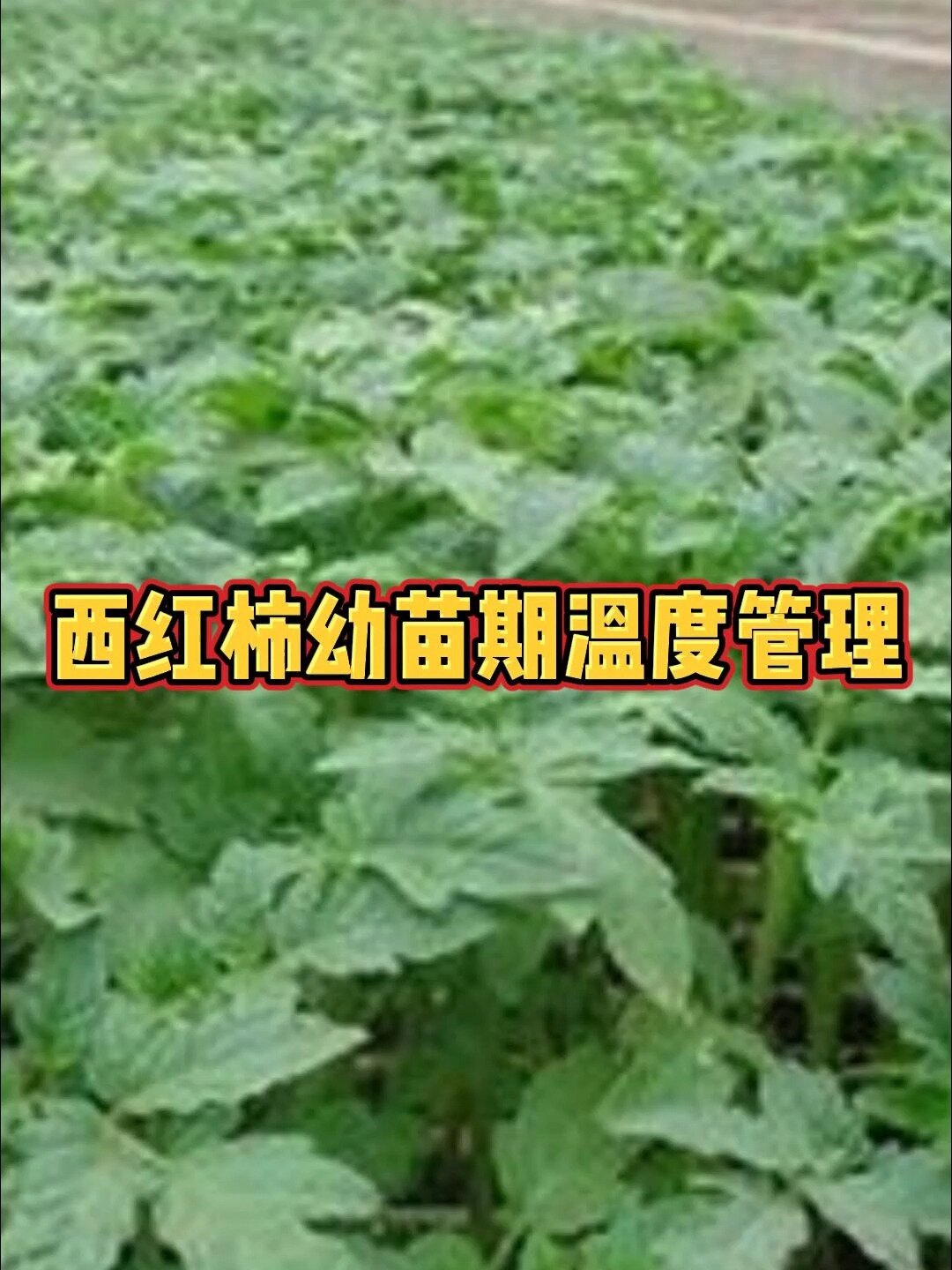 西红柿幼苗期温度管理