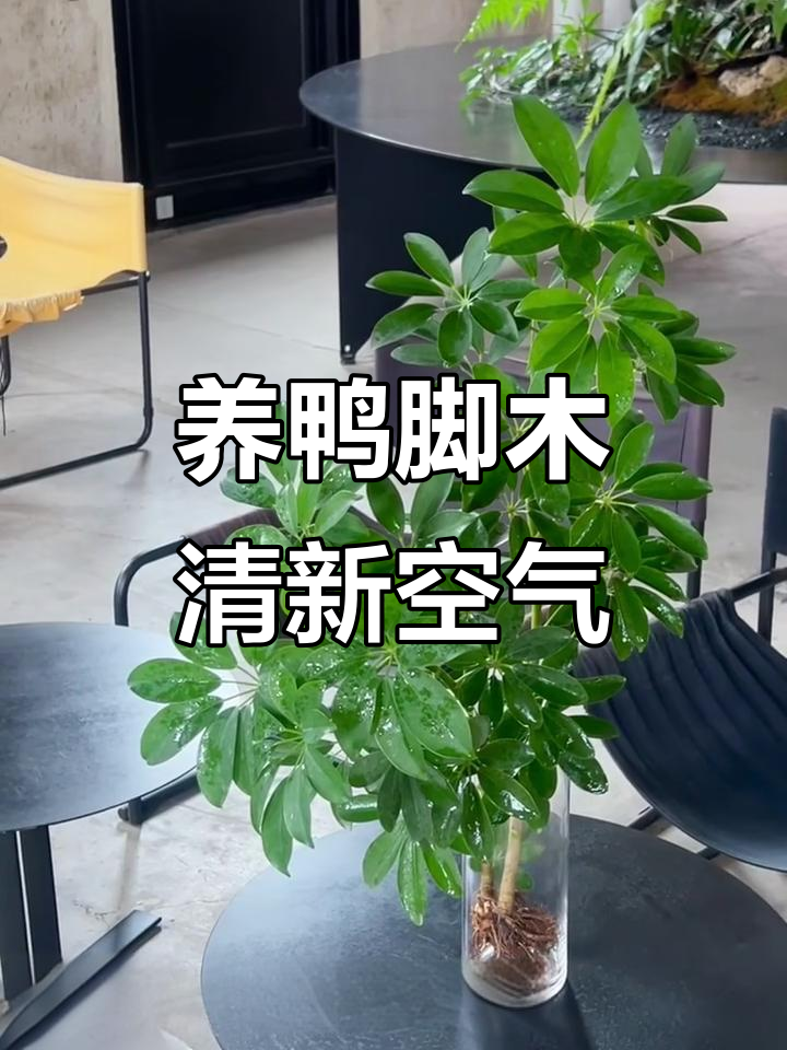 鸭脚木：空气净化又驱蚊，家里有小孩必养！