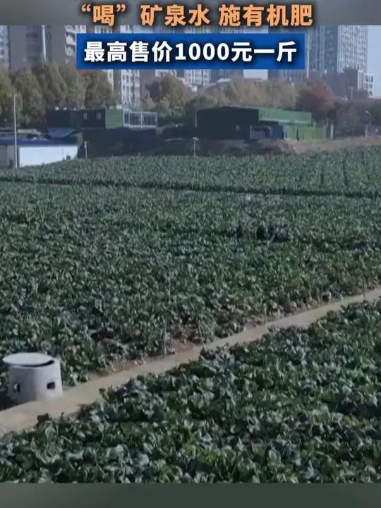 原产地的洪山菜薹上市了,“喝”矿泉水,施有机肥