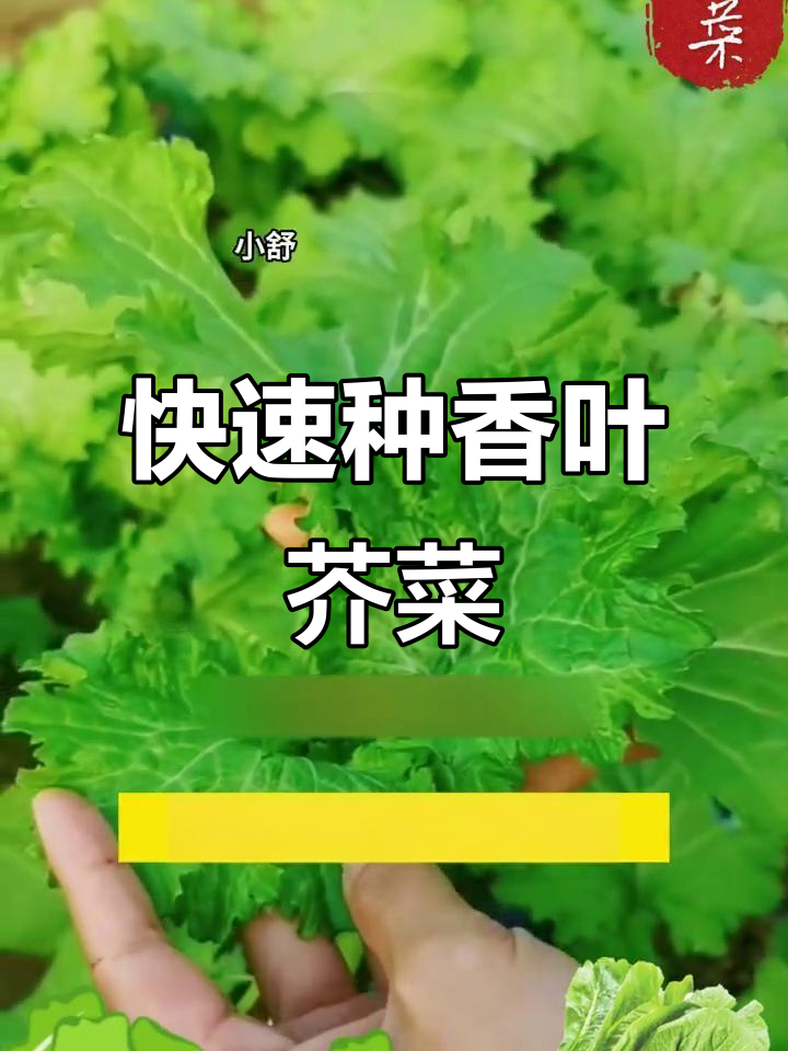 香叶芥菜,饺子必备!简单种植,二十天就能收获美味