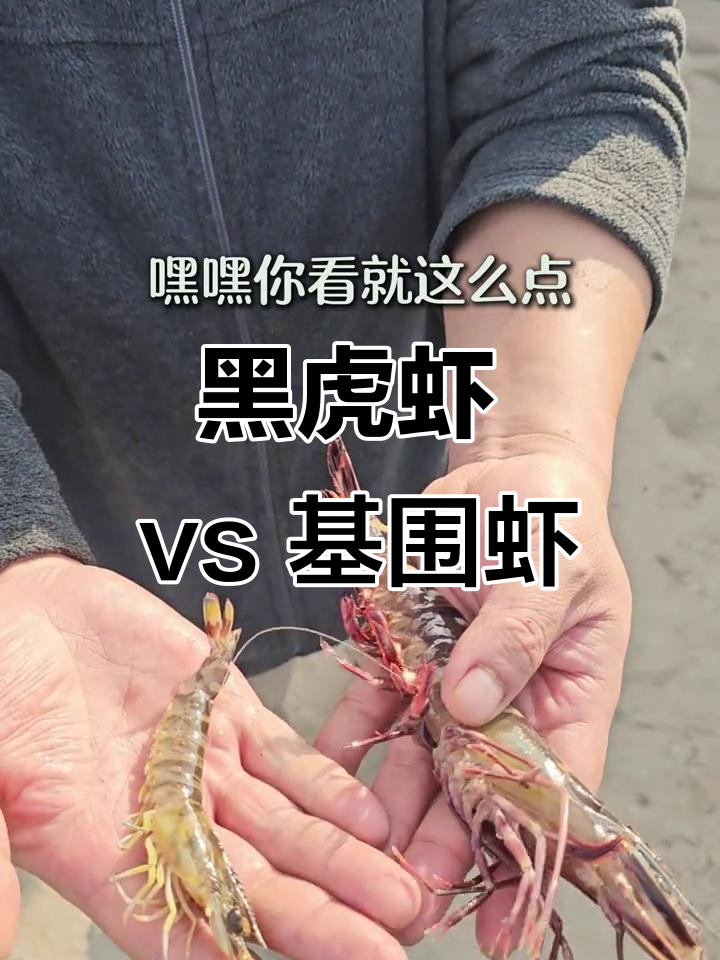 基围虾与黑虎虾的鲜甜对比，哪种更值得尝试？