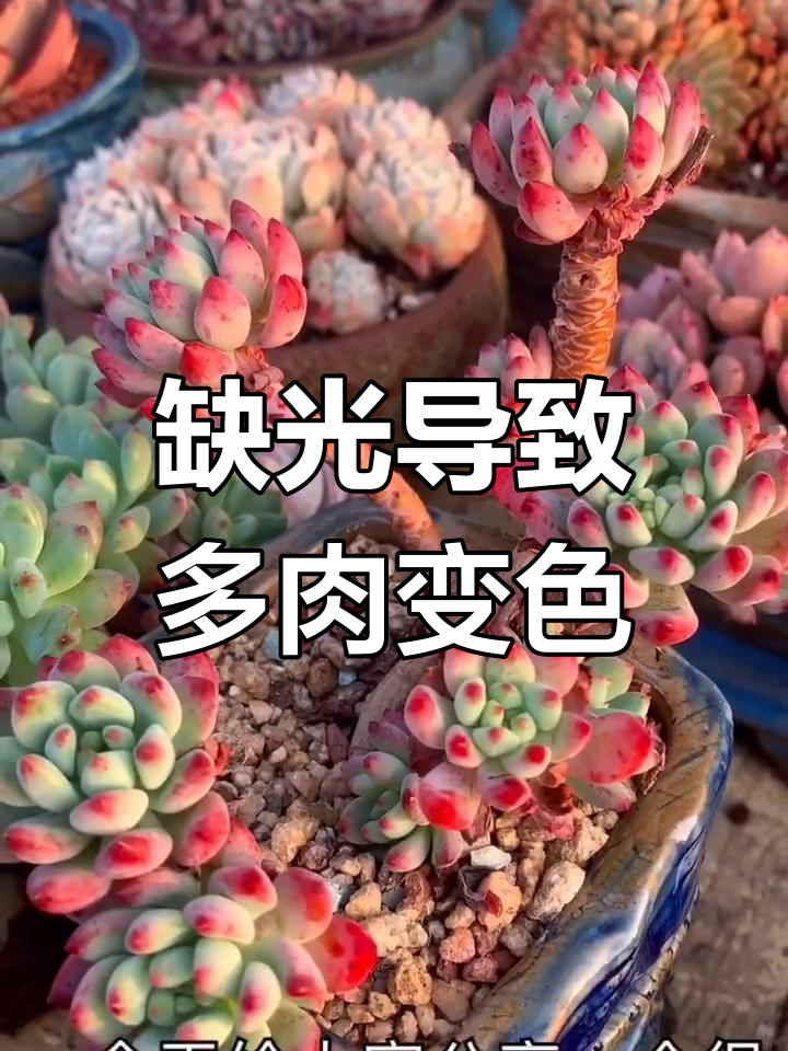 多肉植物变绿的原因及解决方法