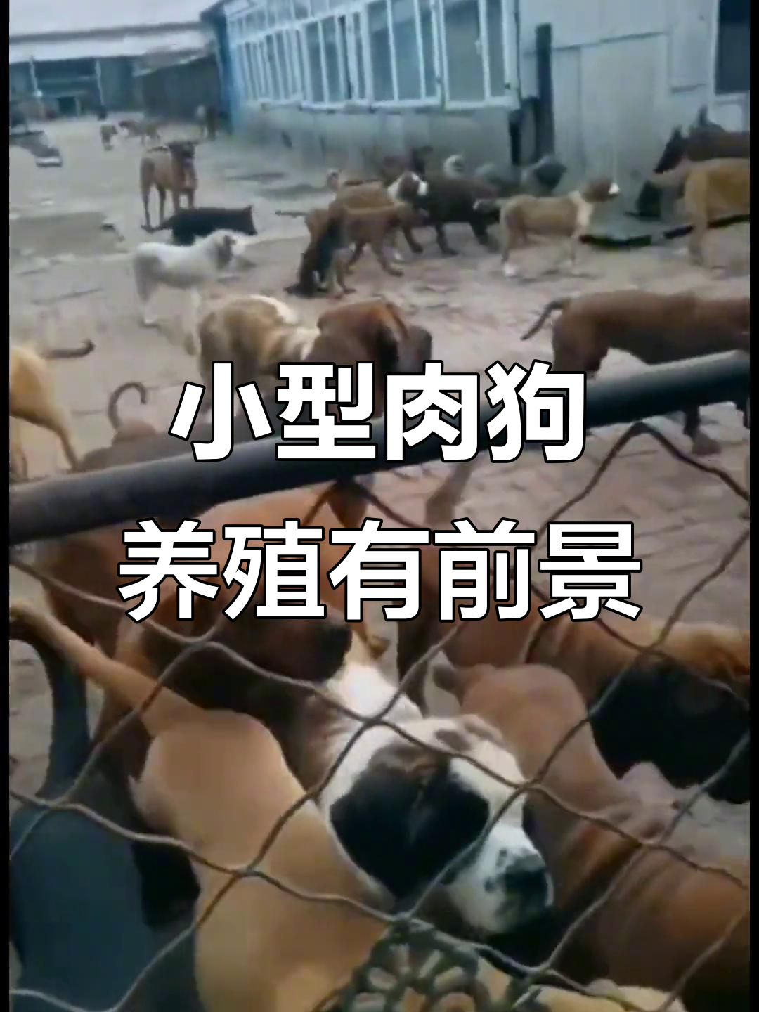 肉狗养殖市场潜力巨大,小规模饲养难满足需求