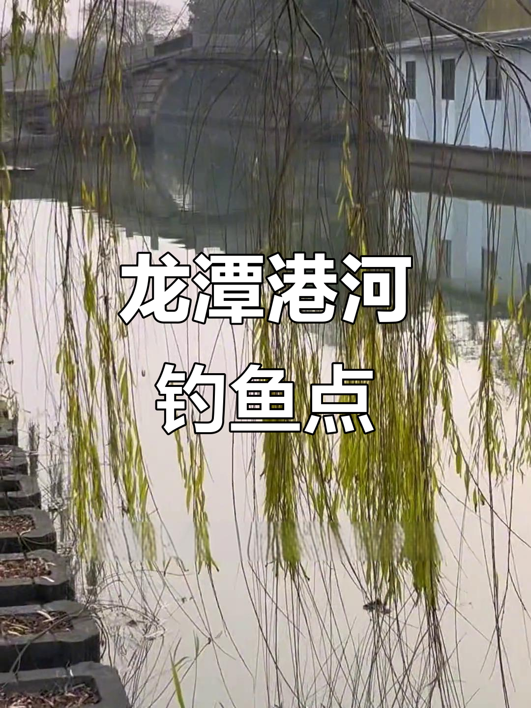 苏州龙潭港河夜钓点,红尾鱼成群结队