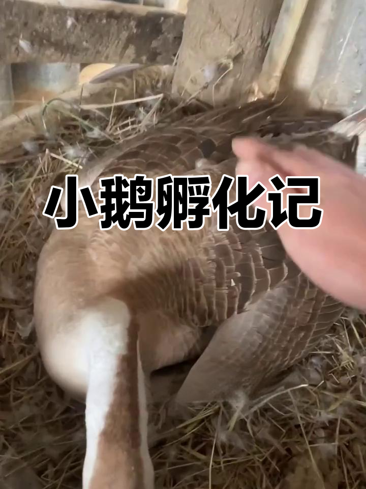 狮头母鹅孵蛋,期待一窝萌宠小鹅的诞生!