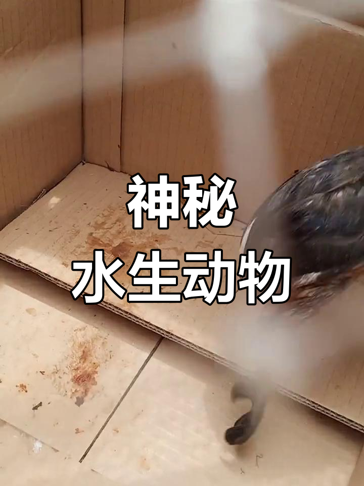 河边偶遇奇特生物,尖嘴鸭掌潜水,放归自然