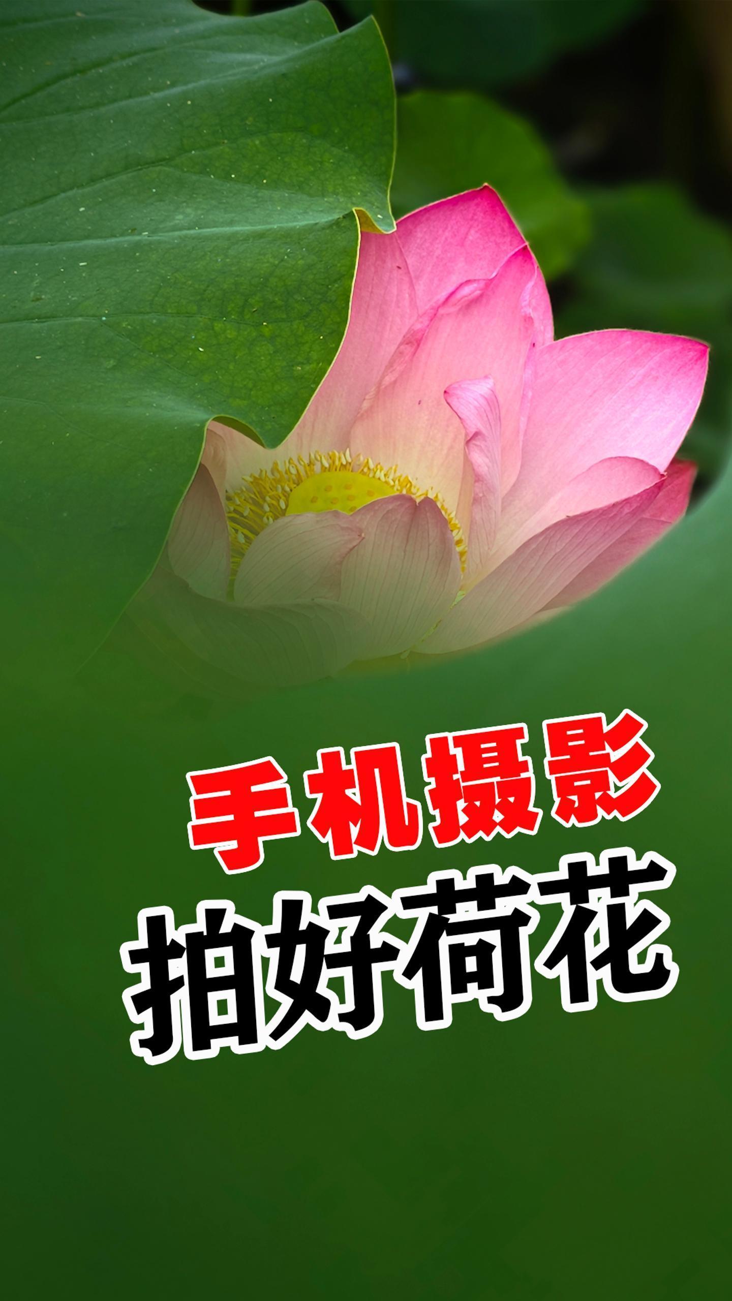 夏天总要来拍一次荷花吧 手机拍荷花技巧 原创视频