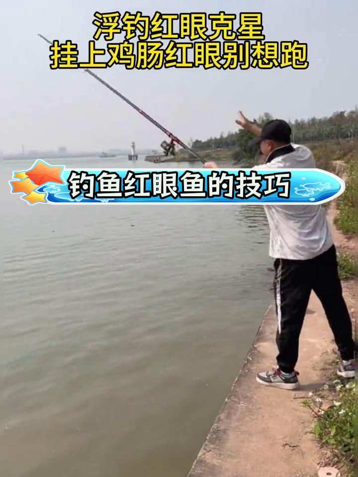 红眼鱼钓法揭秘,鸡肠诱饵轻松上钩
