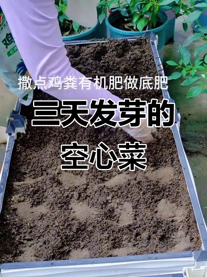 炎热天气下空心菜三天发芽,种植小技巧大公开