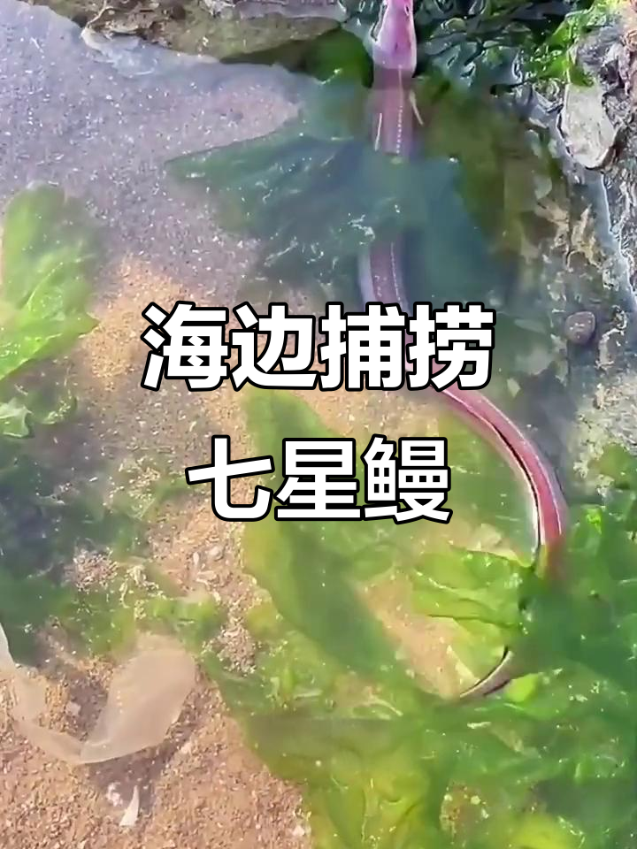 赶海抓星鳗、梭子蟹,意外发现鲍鱼和扇贝壳