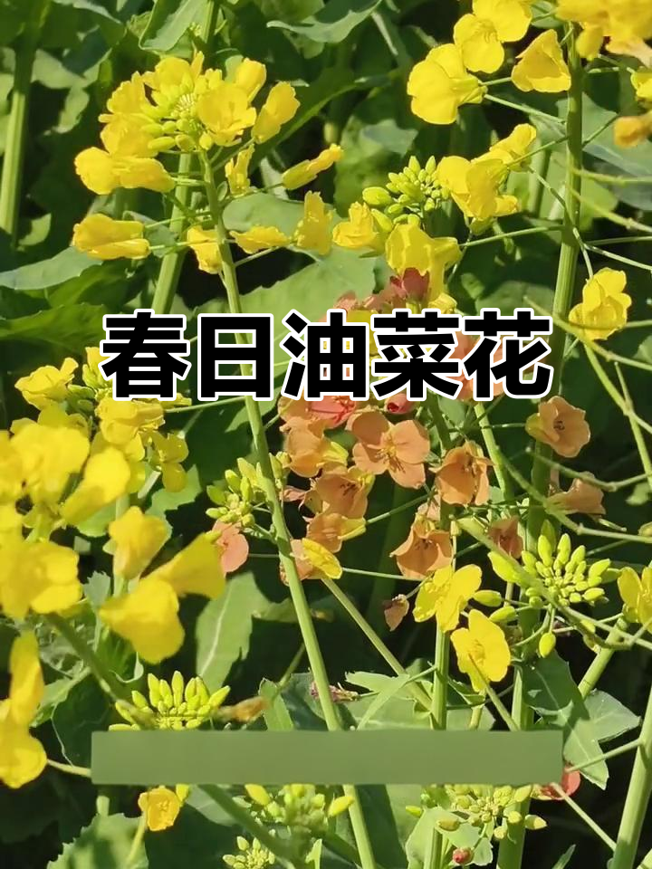 油菜花随风舞动,春意盎然,希望与美丽共存