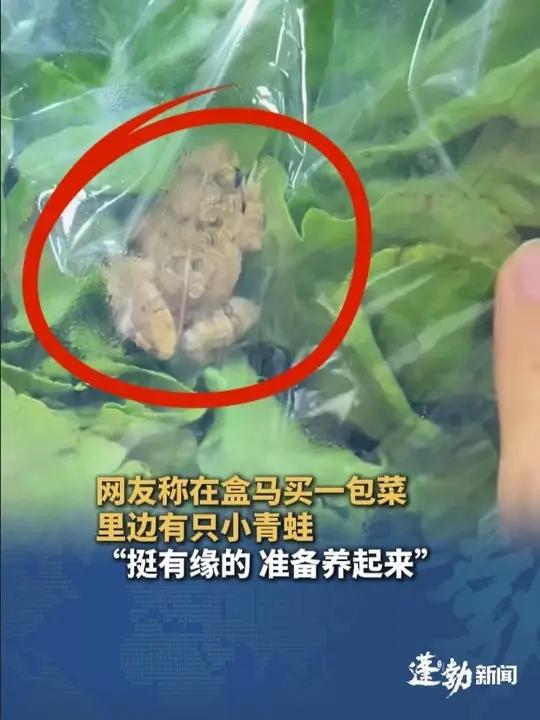 网友称在盒马买了一包生菜,完好包装里有一只小青蛙,当事人:挺有缘的 准备养起来(来源)