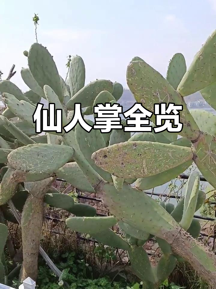 仙人掌品种大揭秘,看看这些奇特的多肉植物
