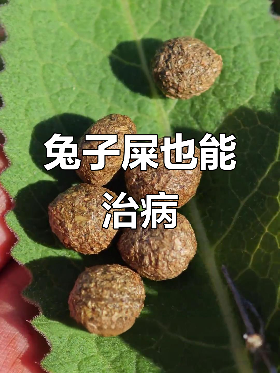 野兔粪便竟是珍贵药材,望月砂的秘密你了解吗?