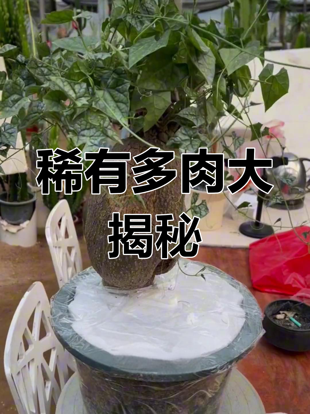 九款稀有奇特多肉,你认识几种?