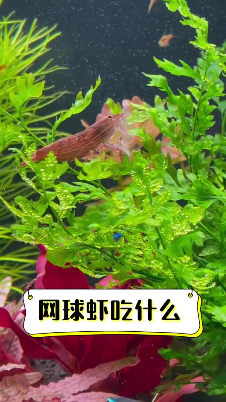 网球虾吃什么