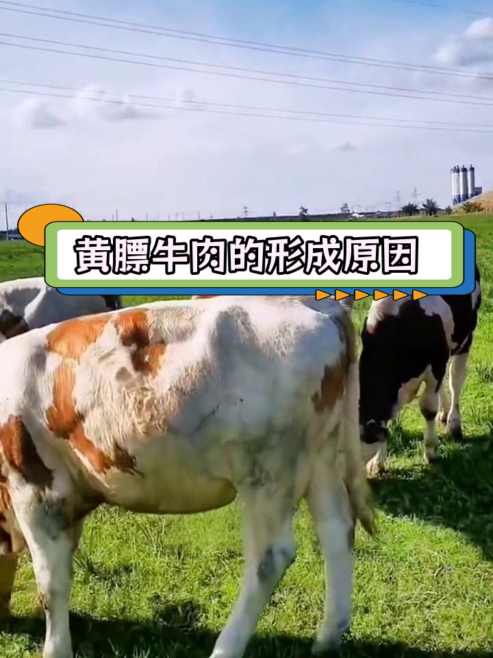 呼伦贝尔黄膘牛肉的独特之处