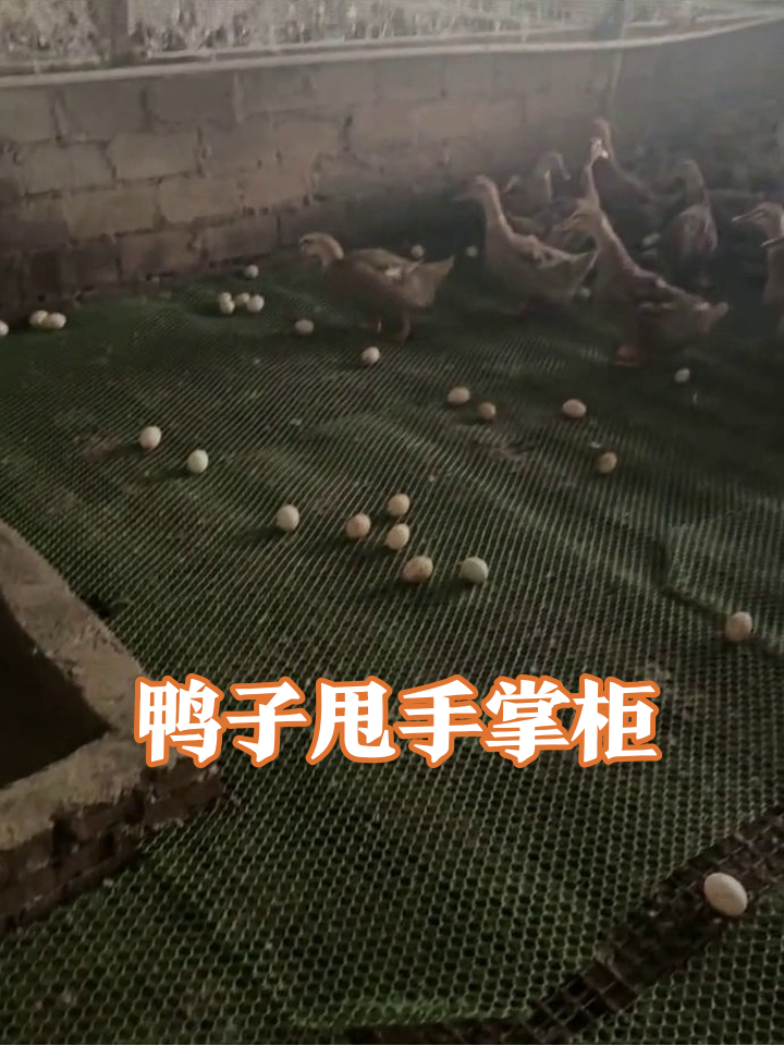 鸭子下蛋太随意!满地“惊喜”看得人密集恐惧