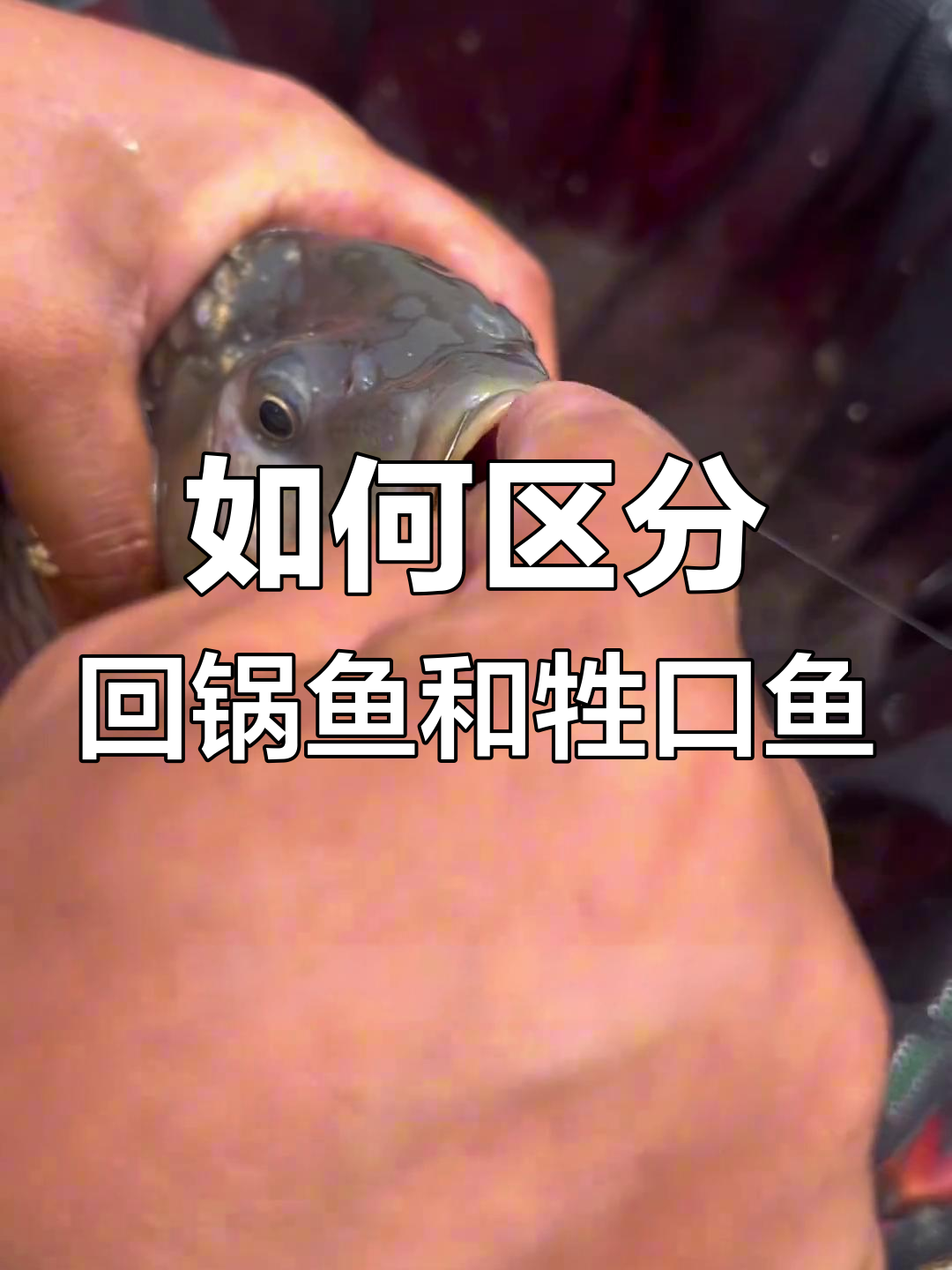 回锅鱼与牲口鱼的辨别技巧,钓鱼人必看!