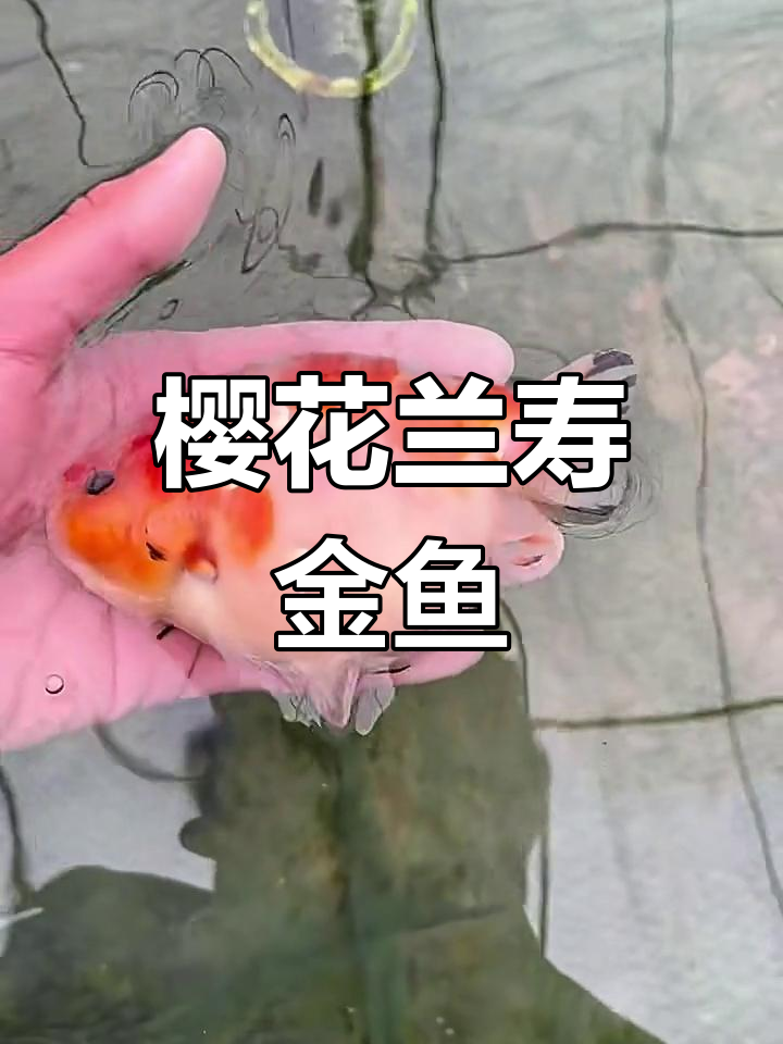 完美樱花色兰寿金鱼,美丽如画