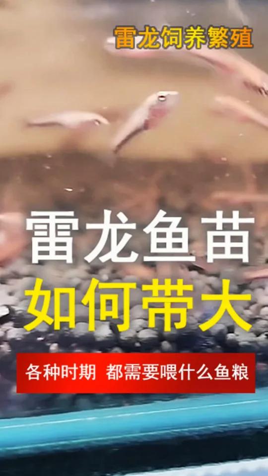 雷龙鱼苗各种时期吃什么长的快,营养均衡