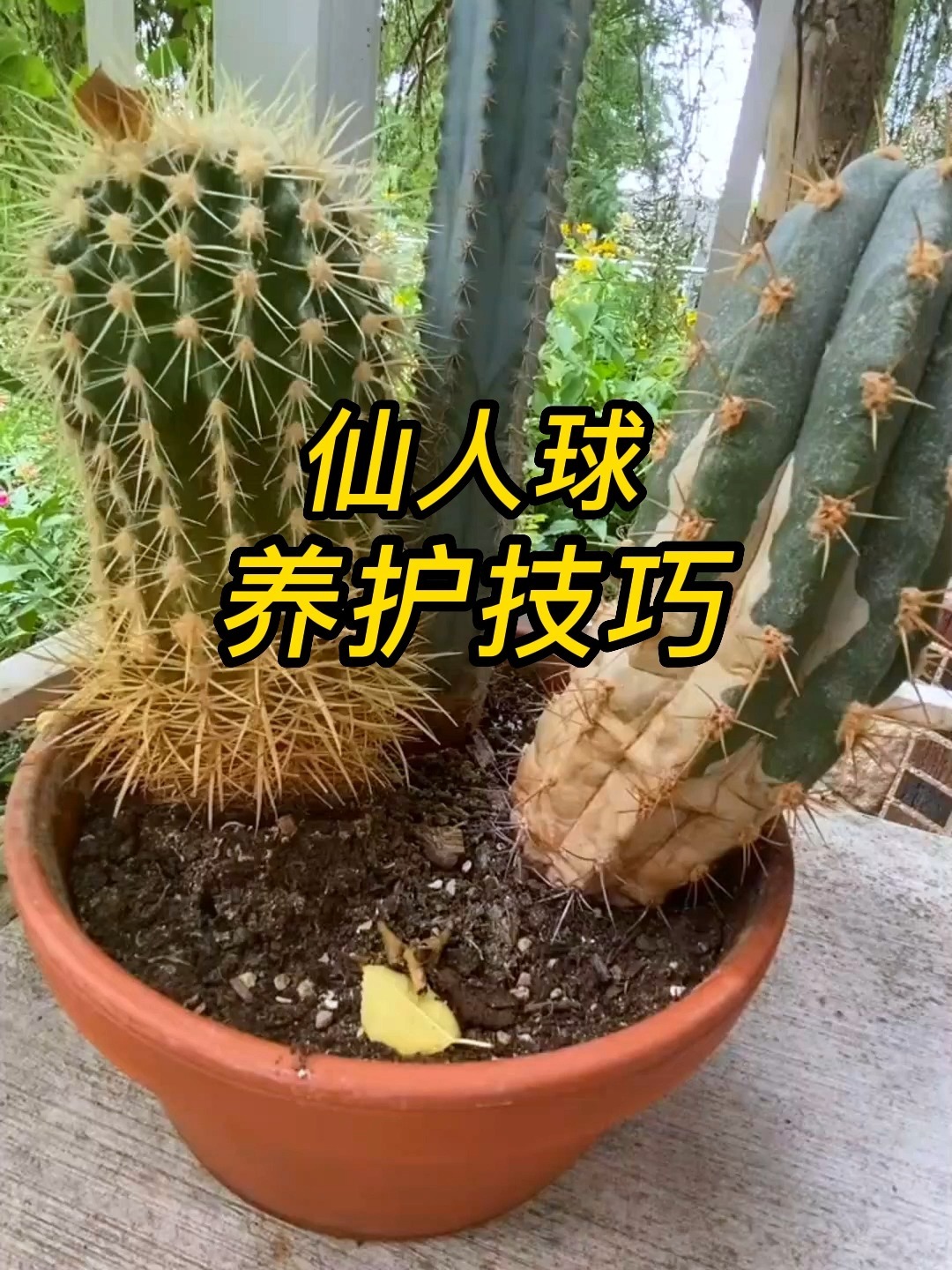 仙人球的养殖方法和注意事项