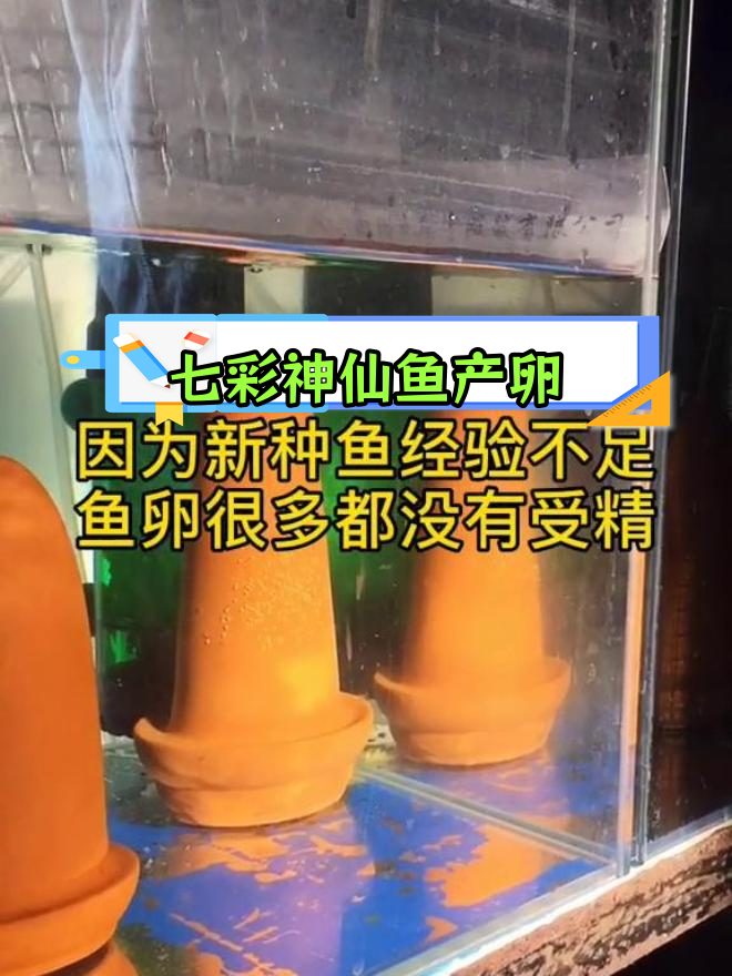 七彩神仙鱼繁殖过程全纪录